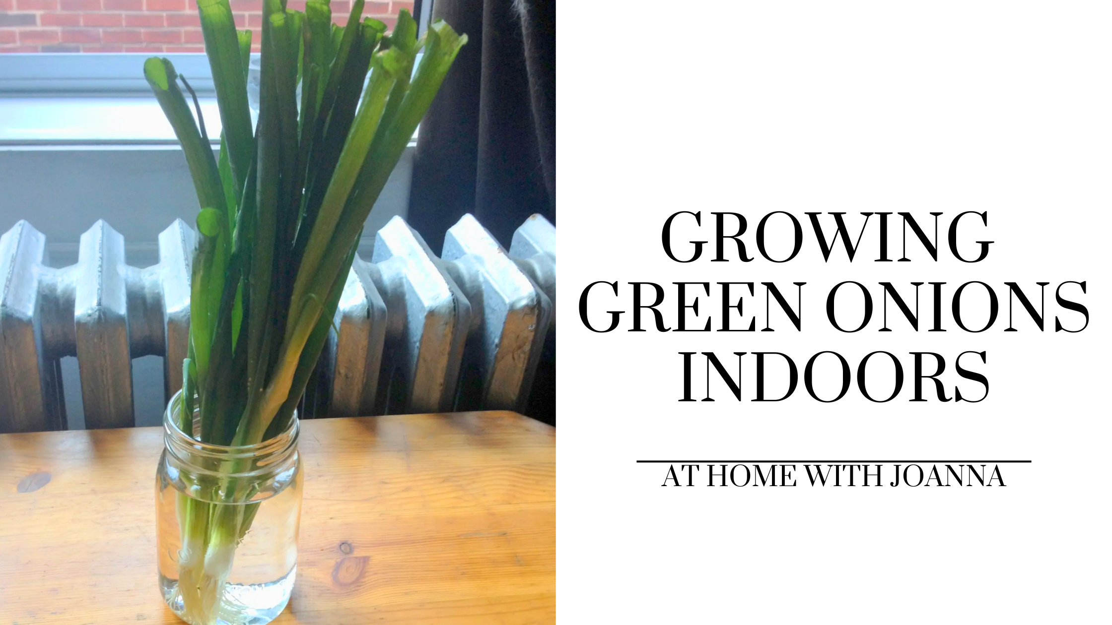 Growing Green Onions Indoors – At Home With Joanna